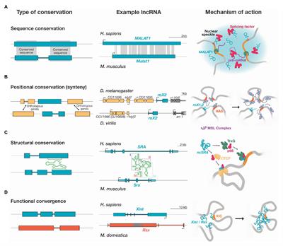 Evolution of Genome-Organizing Long Non-coding RNAs in Metazoans